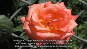 Как сажать розы в открытый грунт летом
