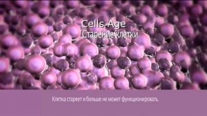 ТА 65  Теломераза