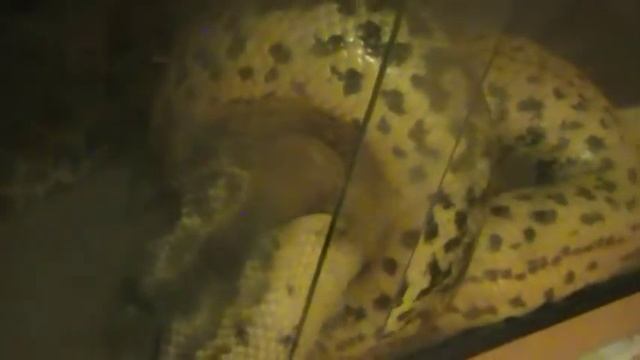 A Yellow Anaconda 4 stretching its food смотреть онлайн