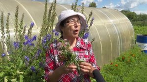 Целебные травы