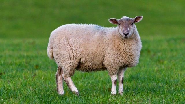 Овца - интересные факты