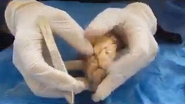 DIDEA смотреть онлайн