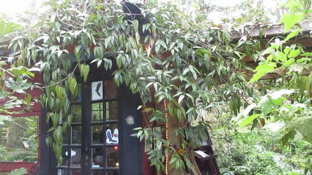 Evergreen Clematis armandii can grow in Ontario! смотреть онлайн