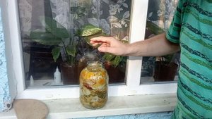 2 часть Как солить грибы Млечник обыкновенный, Путик, Серушка,
Lactarius trivialis,