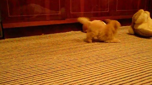 Малыш той пудель и морская свинка