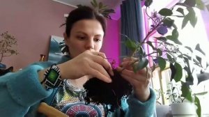 Формируем БОНСАЙ из ФИКУСА Danielle. ?