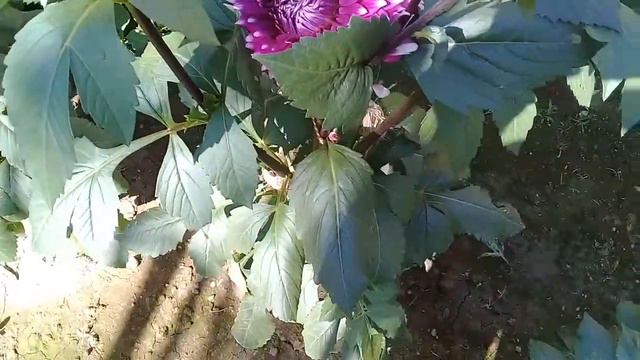 ডালিয়া : বৈজ্ঞানিক নাম Dahlia variabilis смотреть онлайн