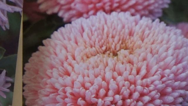 Самые красивые астры Обзор сортов смотреть онлайн