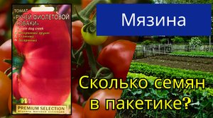 Обзор семена томата Ручей Фиолетовой Собаки