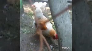 Курочки синь синь дянь. Порода или нет?