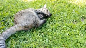 Кот крысолов