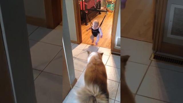 Funny Dog Teaches Baby How to Bounce in Swing!