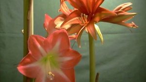 Exposure X Bogota Amaryllis Hippeastrum Bulb
