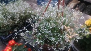 Эуфорбия "Silver Fog" в кашпо. Цветочек удивил! Уход, цветение.