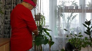 Удобрение для домашних цветов делаю своими руками из пищевых отходов