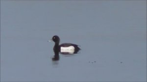 Чернеть Хохлатая, Aythya fuligula, Птицы Новгородской области, 23.04.2023