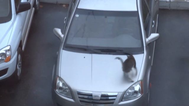 Кошачьи танцы смотреть онлайн