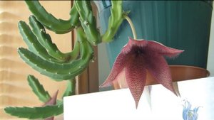 Цветок Стапелия, период цветения. Комнатное растение, суккуленты. Flor de Stapelia.