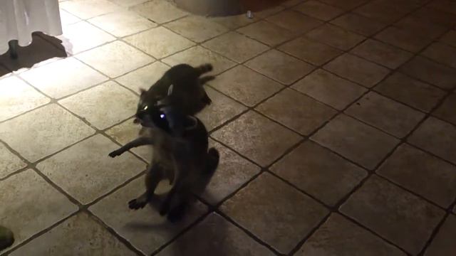 Еноты попрошайки смотреть онлайн