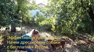 С чего начать дрессировку спаниеля? Дрессировка спаниеля по послушанию.