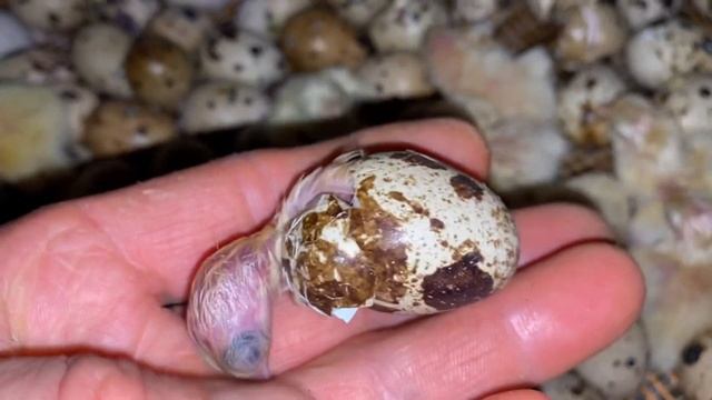 Инкубация?Крупных перепелов перепелов породы Альбинос Техасский мясной ??