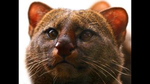 Ягуарунди: потрясающая кошка, умеющая чирикать,