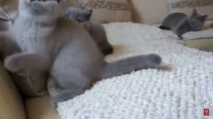 Самые красивые породы кошек. Рейтинг.