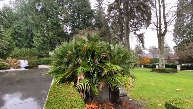 Large Chamaerops humilis Palms
