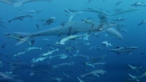 Кто такая рыба прилипала?  Who is this fish stuck?