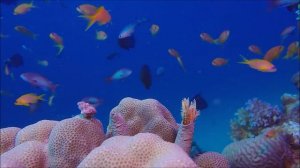 #Подводный мир