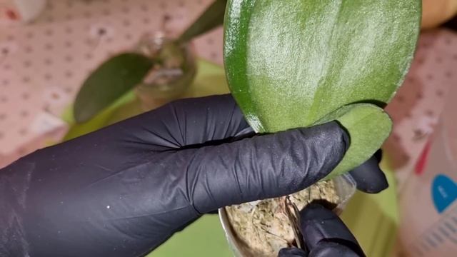 Обзор Посылки с Орхидеями | Phal. Green Dance, big lip 1,7'; Phal. Walle 05102, big lip 1,7' смотреть онлайн