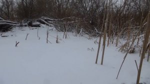 Зимняя рыбалка 05.02.2023 на пруду в Солнцево Губкинского р-на Белгородской области. Ловим карася.
