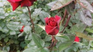 роза чайно-гибридная Норита