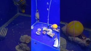 Бон аппетит  ( ангел королевский павлин)