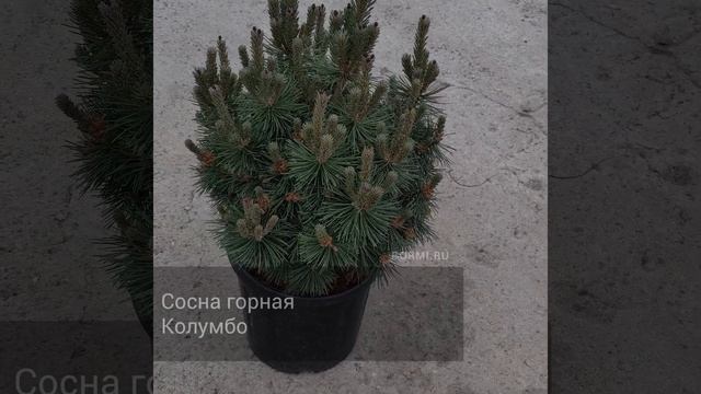 Сосна горная Колумбо