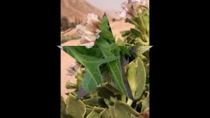 БЕЛЕНА  (HYOSCYAMNUS)  сем. Пасленовые