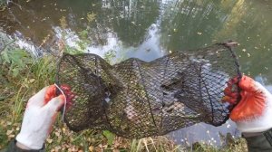 Самые уловистые ловушки на раков . Как поймать норку в пруду.