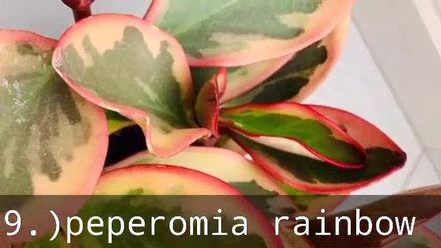 #20 variegated/tricolor houseplant/with names