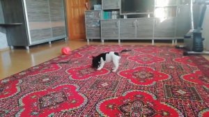 Первый день французского бульдога без мамы,2,5 месяцев