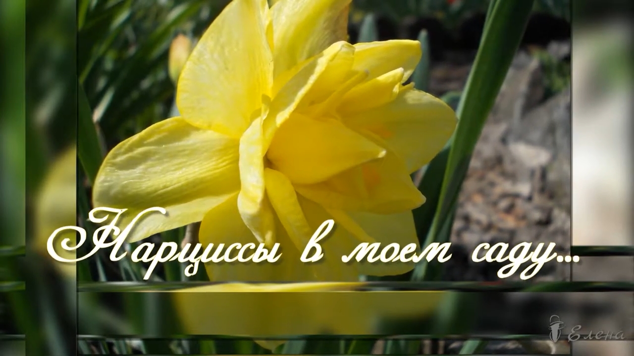 Нарциссы... Мой сад... Музыка Андрея Обидина