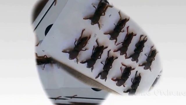 Медведка_съедобная_-_силиконовая_приманка_для_ловли_сома смотреть онлайн