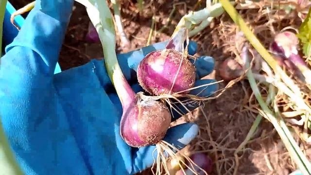 Чернушка от посева до сбора урожая.