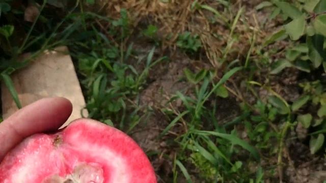 Яблоня красномякотная Сирена смотреть онлайн