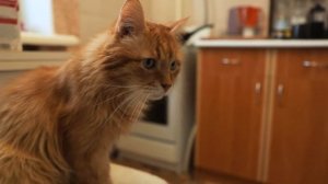 мне уже этот мир абсолютно понятен