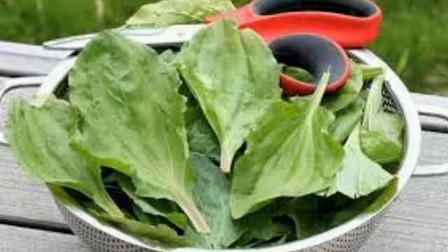 СОКОМ ПОДОРОЖНИКА МОЖНО ВЫЛЕЧИТЬ МНОГИЕ ХРОНИЧЕСКИЕ ЗАБОЛЕВАНИЯ КОТОРЫЕ МУЧИЛИ ВАС ГОДАМИ. смотреть онлайн