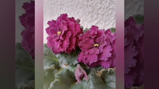 #фиалки #sentpolia ВаТ Черешня Скороспелая #фиалкипродажа смотреть онлайн