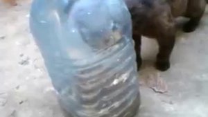 Кот ловит рыбу из банки