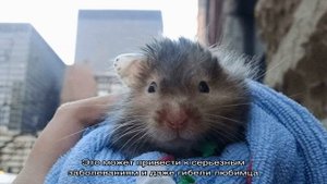 Что делать, если хомяк чихает и пищит?