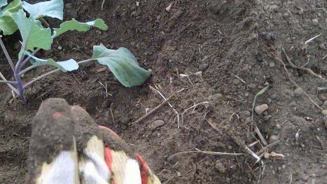 Капуста. Декоративная капуста. Пересадка в открытый грунт. Уход. Защита от вредителей. смотреть онлайн