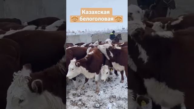 Парода Казахская белоголовая. ‼️Интересные видео про животноводство в Казахстане у нас в канале ✅